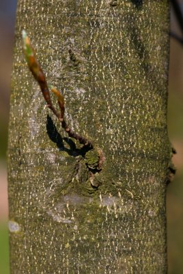 Fagus japonica - buk japonský - kůra